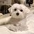 Nikol Cohen's profile image
