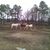 Lori Rosser Yonts's profile image