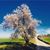 Roxana Gea's profile image