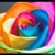 Debora Stowe's profile image