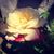 Dina Tsurova's profile image