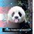 Rae Strozzo's profile image