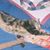 Chris Casteel's profile image