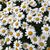 Sharon Grace's profile image