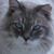 Krissy RoRo's profile image