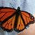 Carol Blasin's profile image