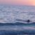 Ashley McKay Johnston's profile image