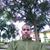 Roneld Dominguez's profile image