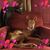 Kathryn Hilgenfeld's profile image