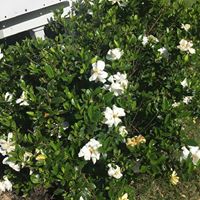 Julie Davis Harris's profile image