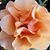 Melissa Brands's profile image