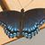 Eileen Staples's profile image