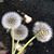 Cmor Art's profile image