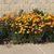 Phyllis Gendreau's profile image