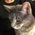 Diane Michell's profile image
