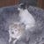 Karen Higgins's profile image