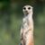 Brent Dalton's profile image