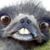 Ronnie Rudolph's profile image