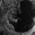 Denise Rollish's profile image