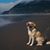 Tori Lungren's profile image