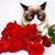 Jenn Kelly-Antonino's profile image