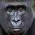 Jonathan G Carruthers's profile image