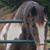 Leslie Hylton's profile image