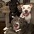 Monica Rose Perez's profile image