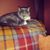 Deb Buchanan's profile image