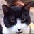 Donna Andrews's profile image