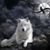 Vy Eddleman's profile image