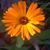 Carolyn Duranso's profile image