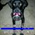 Sheila Syrowski Montgomery's profile image