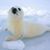 Susan Ryan-Maille Perkins's profile image