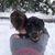 Lisa Atkins's profile image