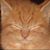 Alison Thiel's profile image