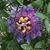 Opal Witsil Paynter's profile image