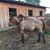 Catharine Taylor Woods's profile image