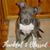 Toni Phillips's profile image