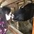 Louise Mitzi Colamussi Bouffard's profile image