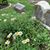 Susan Hadley Maynor's profile image