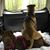 Dorene Pease Garofolo's profile image