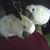 Missy Wolfe's profile image