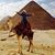 Ellen Ryan Candito's profile image
