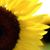 Jennifer Collins Hartsell's profile image