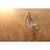 Hannah Carnes's profile image