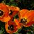 Chari Chaussee's profile image