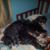 Amy Petrarca Quinlan's profile image
