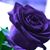Stacy Pfab's profile image
