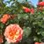 Letia Robertson's profile image